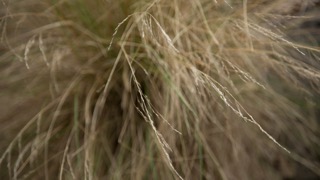 Native Grasses, Merri Creek